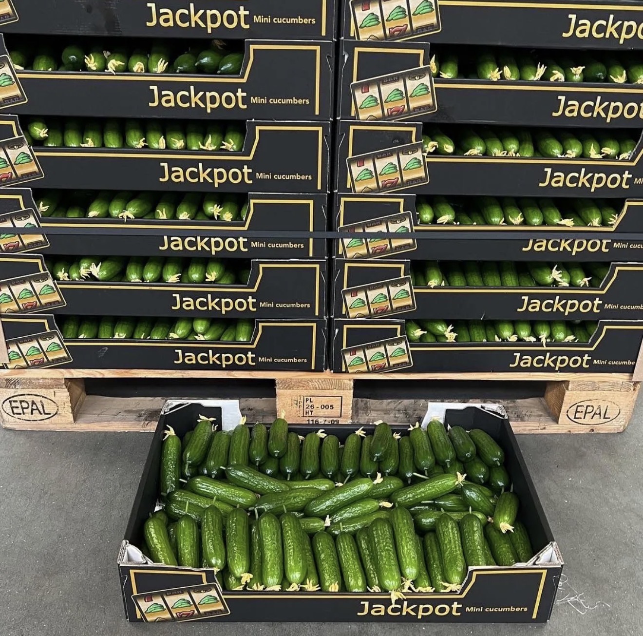 Mini Cucumbers