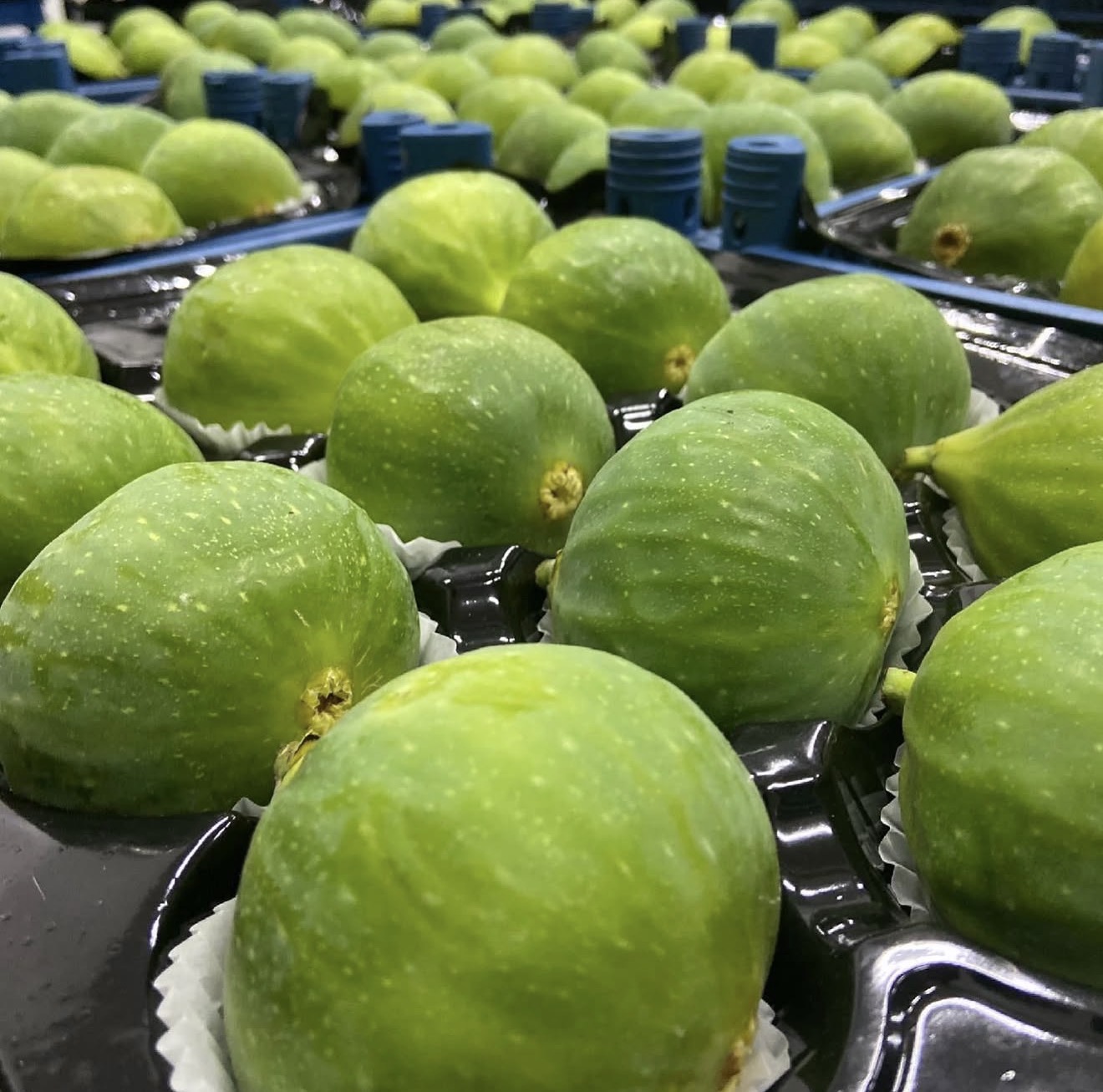 Green Figs — Premium Tray